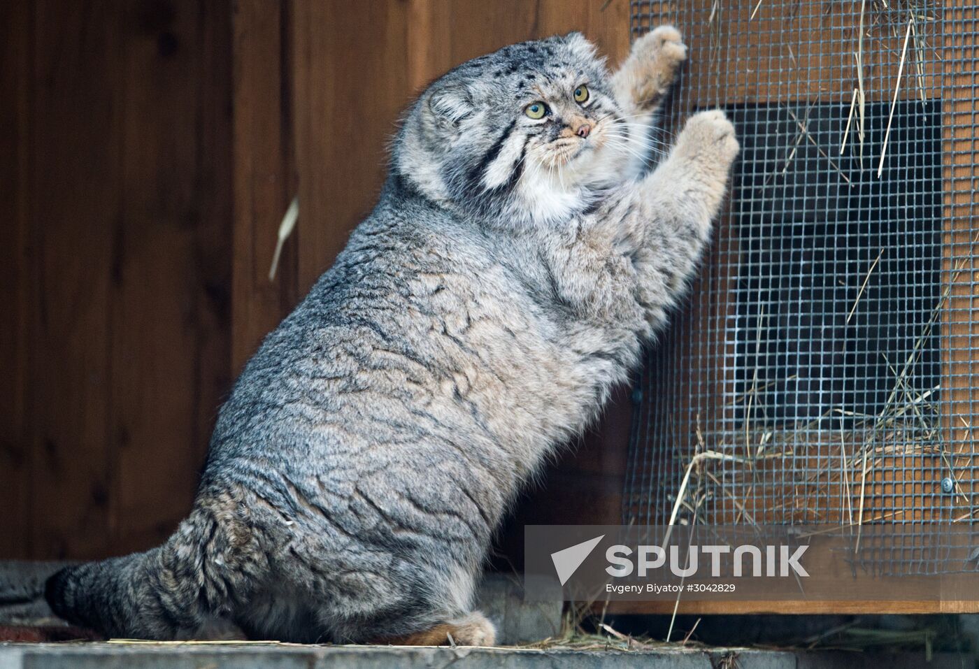 International Cat Day in Moscow Zoo