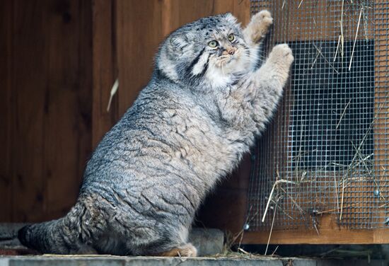 International Cat Day in Moscow Zoo