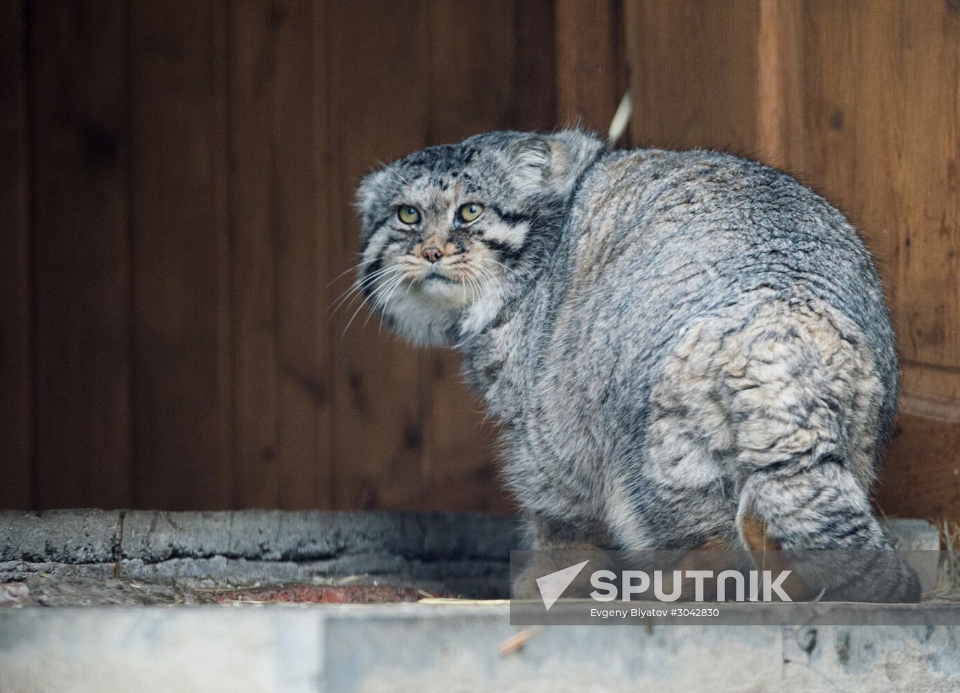 International Cat Day in Moscow Zoo