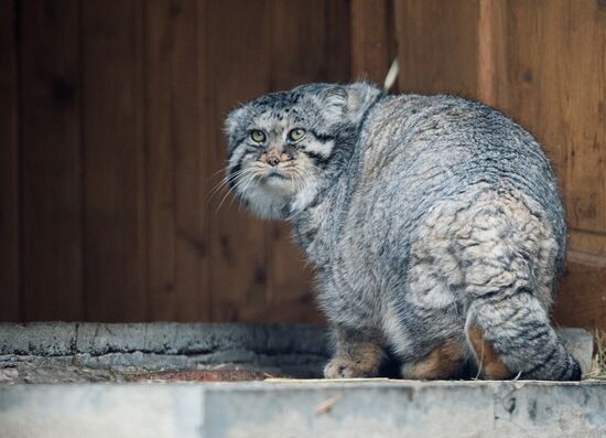 International Cat Day in Moscow Zoo