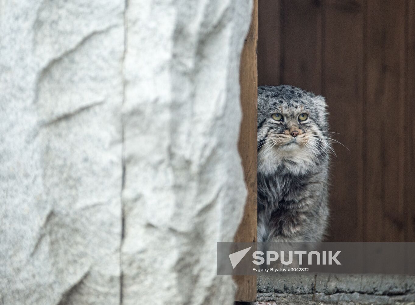 International Cat Day in Moscow Zoo