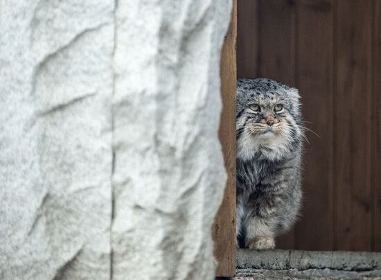 International Cat Day in Moscow Zoo