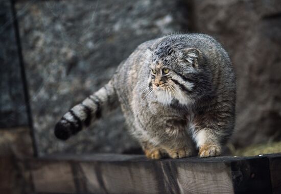 International Cat Day in Moscow Zoo