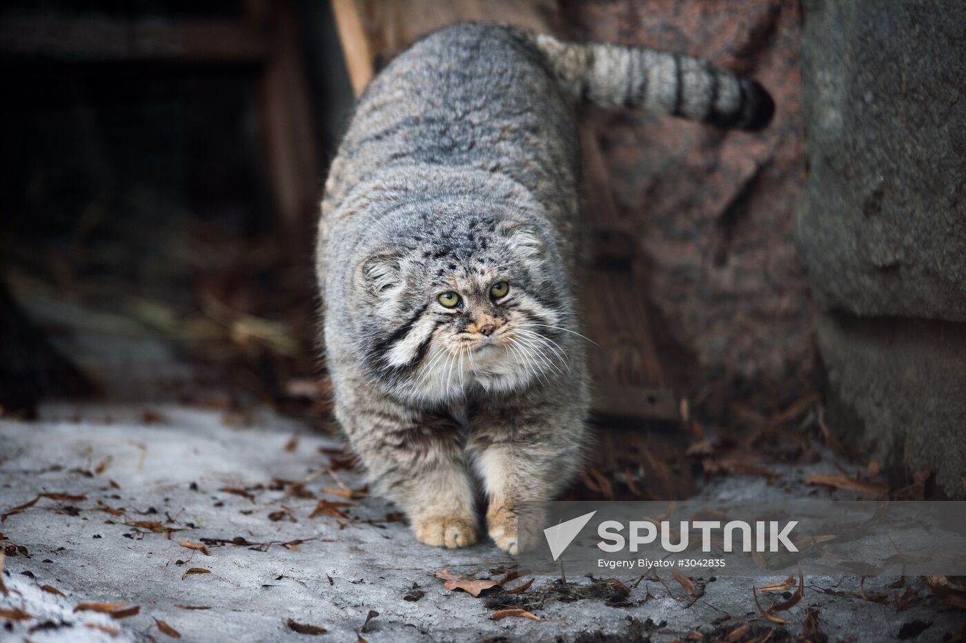 International Cat Day in Moscow Zoo