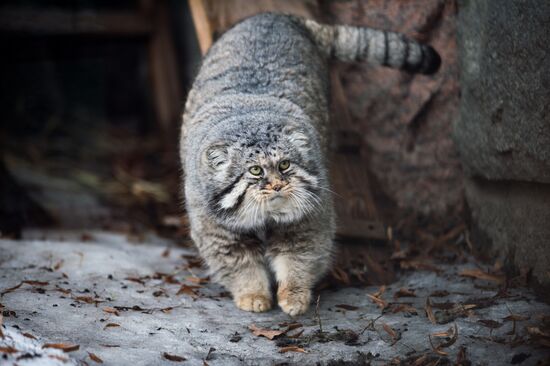 International Cat Day in Moscow Zoo