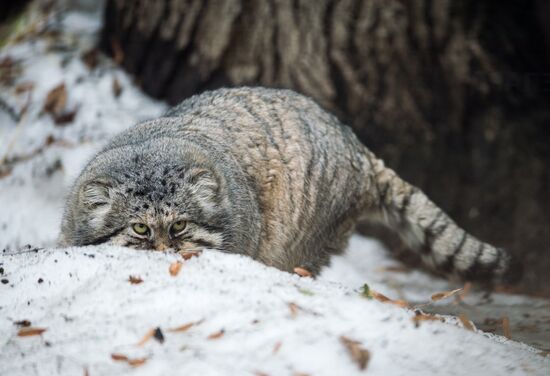 International Cat Day in Moscow Zoo