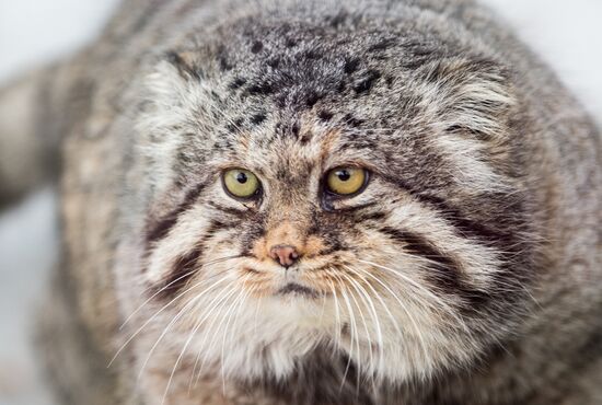 International Cat Day in Moscow Zoo