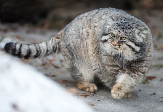 International Cat Day in Moscow Zoo