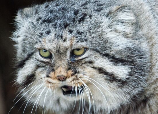 International Cat Day in Moscow Zoo