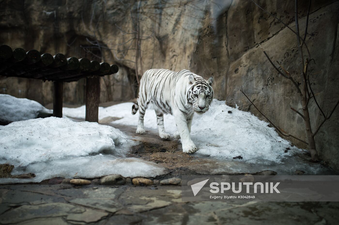 International Cat Day in Moscow Zoo