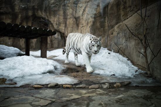 International Cat Day in Moscow Zoo