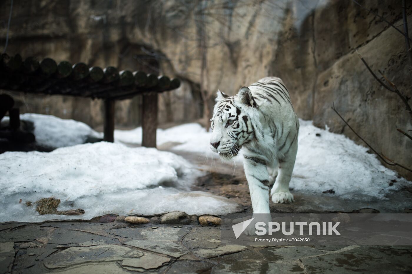 International Cat Day in Moscow Zoo