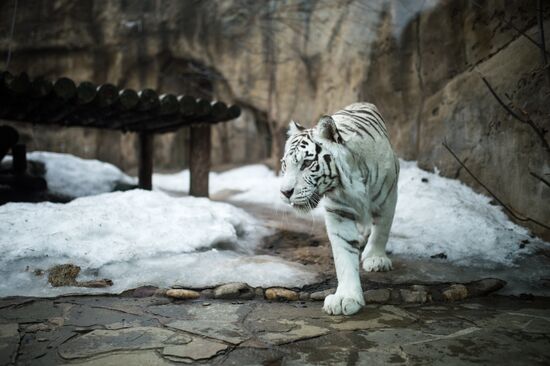 International Cat Day in Moscow Zoo