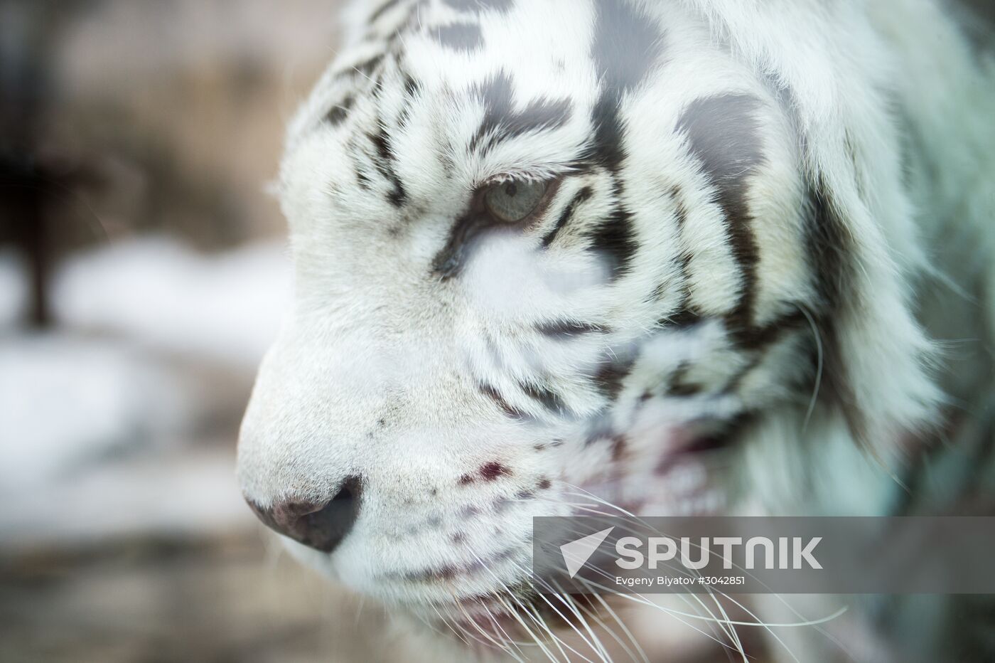 International Cat Day in Moscow Zoo