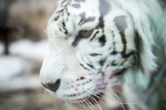 International Cat Day in Moscow Zoo