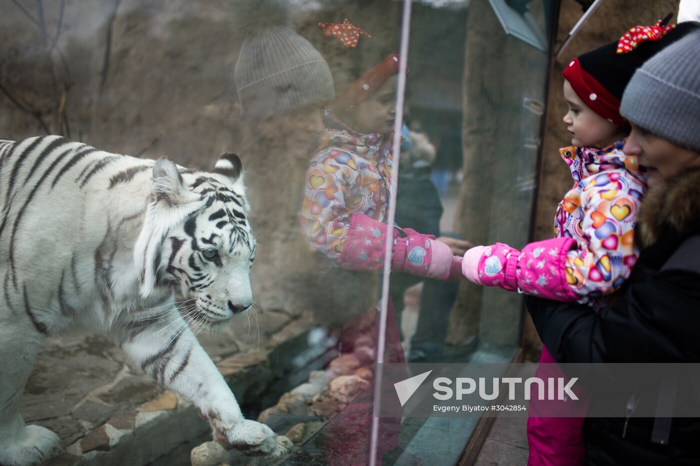 International Cat Day in Moscow Zoo