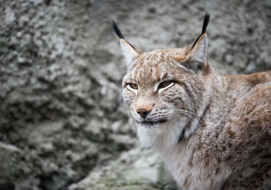 International Cat Day in Moscow Zoo