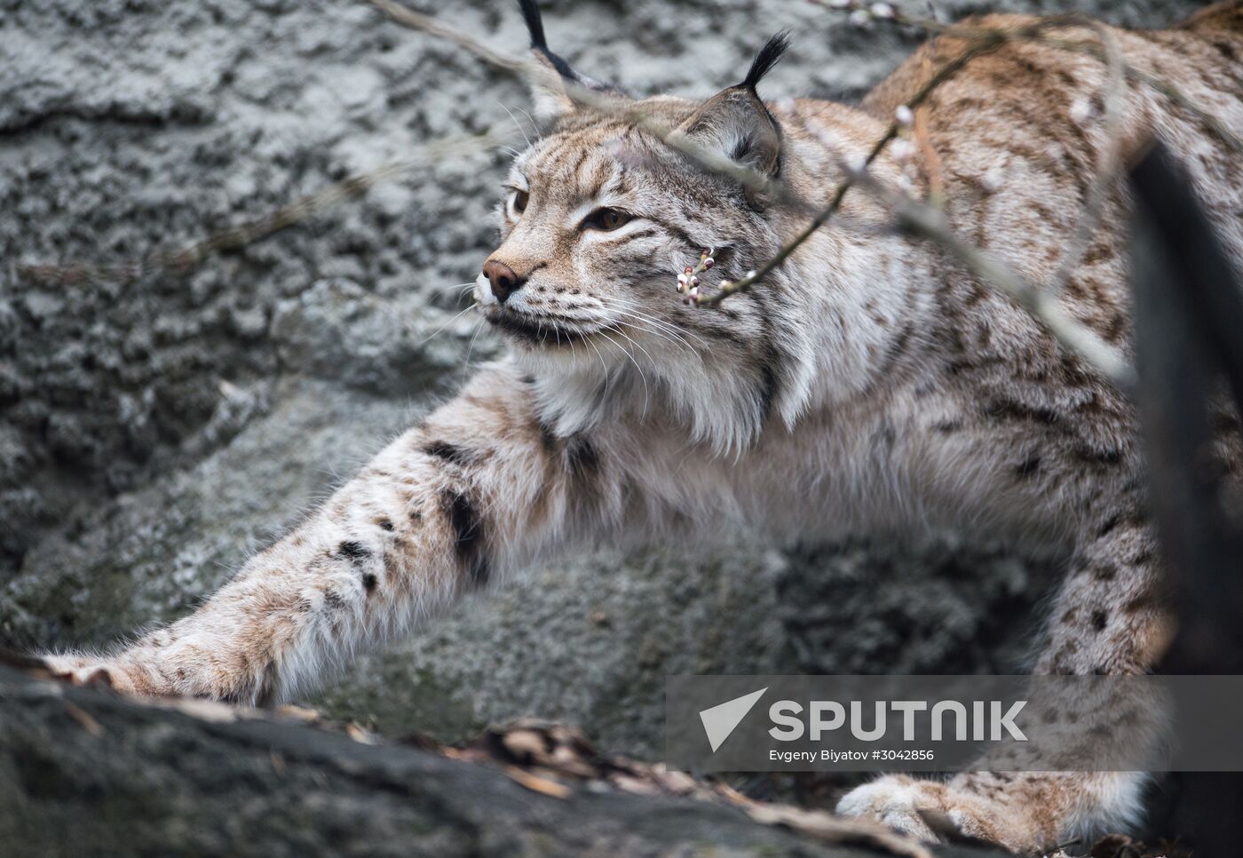 International Cat Day in Moscow Zoo