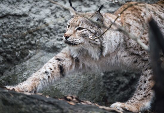 International Cat Day in Moscow Zoo