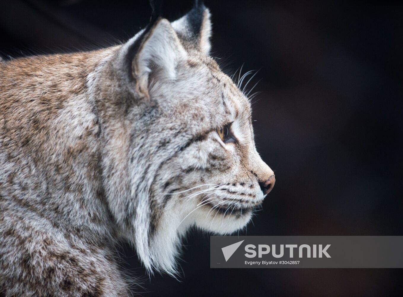 International Cat Day in Moscow Zoo