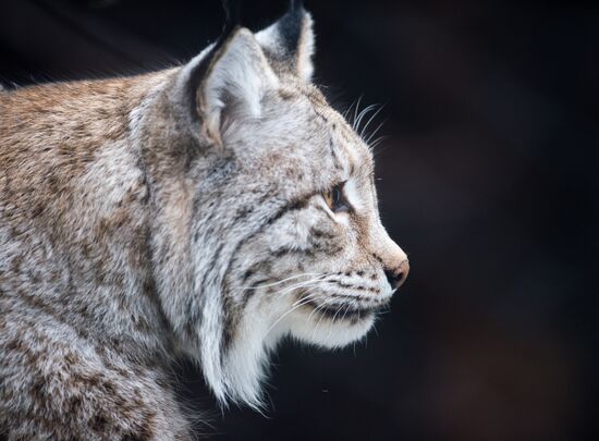 International Cat Day in Moscow Zoo