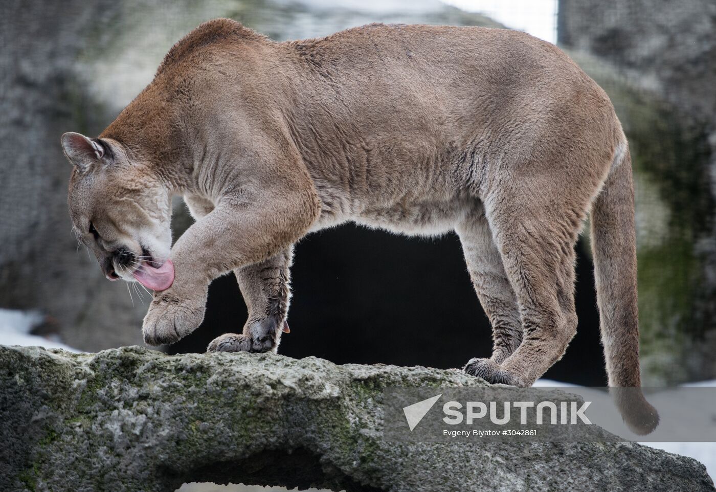 International Cat Day in Moscow Zoo