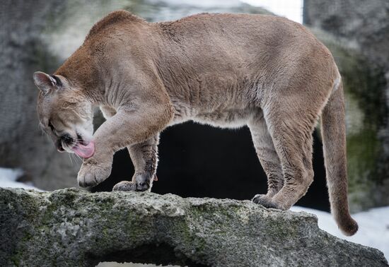 International Cat Day in Moscow Zoo