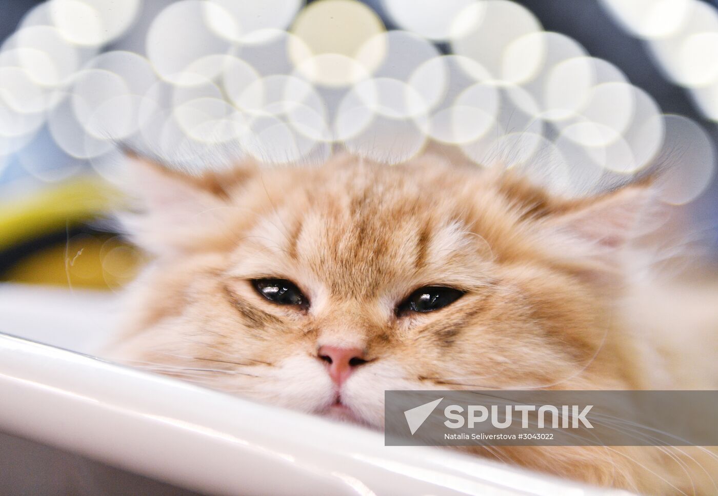 Catsburg 2017 exhibition