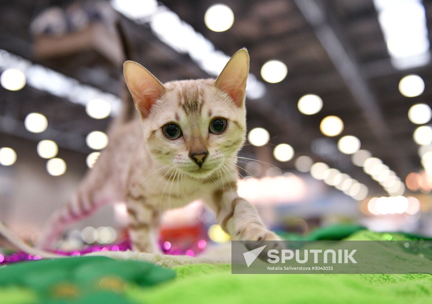 Catsburg 2017 exhibition