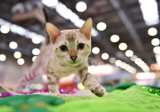 Catsburg 2017 exhibition