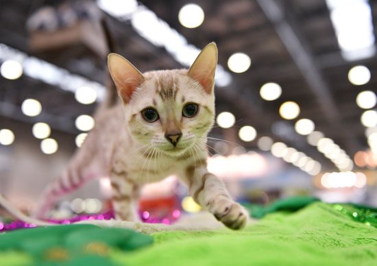 Catsburg 2017 exhibition