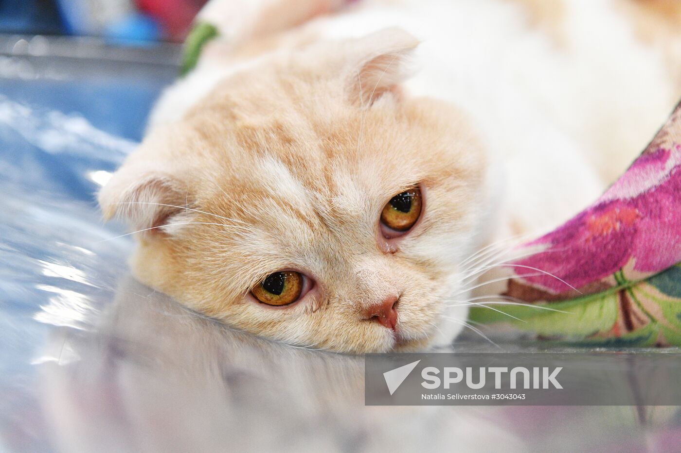 Catsburg 2017 exhibition