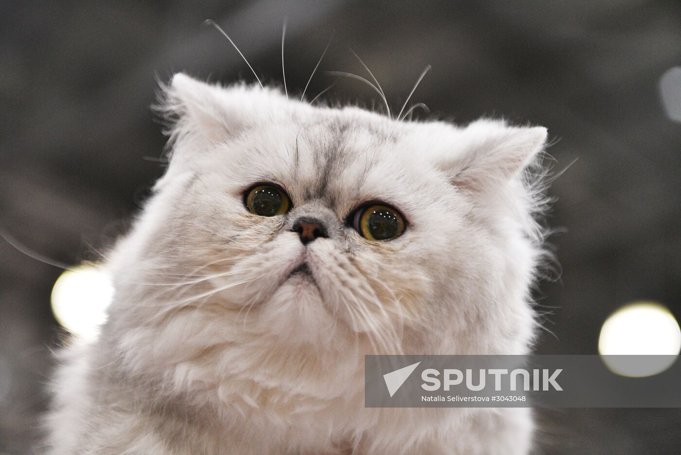 Catsburg 2017 exhibition