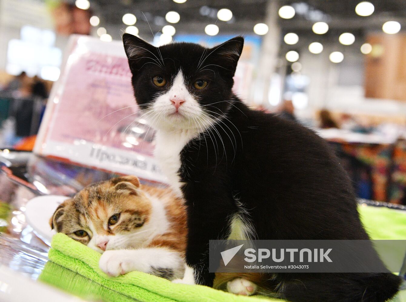 Catsburg 2017 exhibition