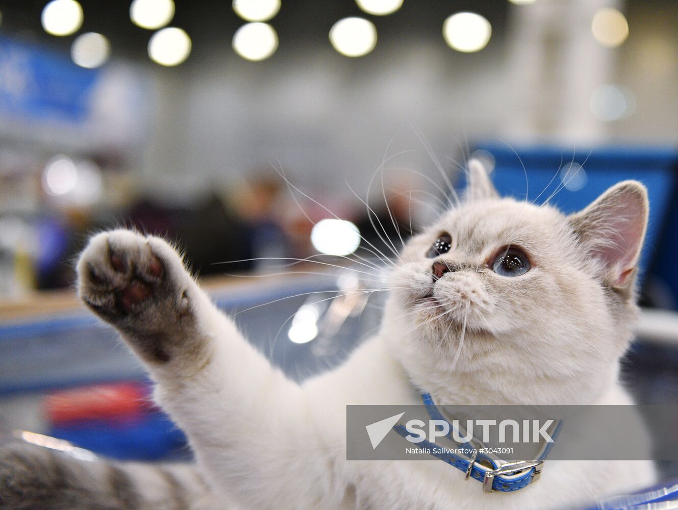Catsburg 2017 exhibition