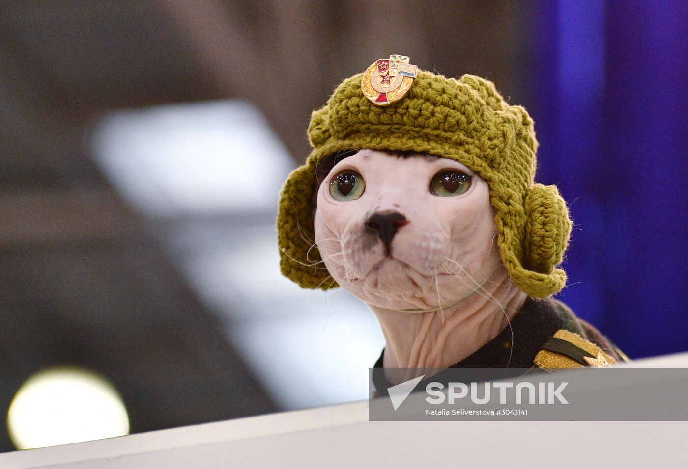 Catsburg 2017 exhibition