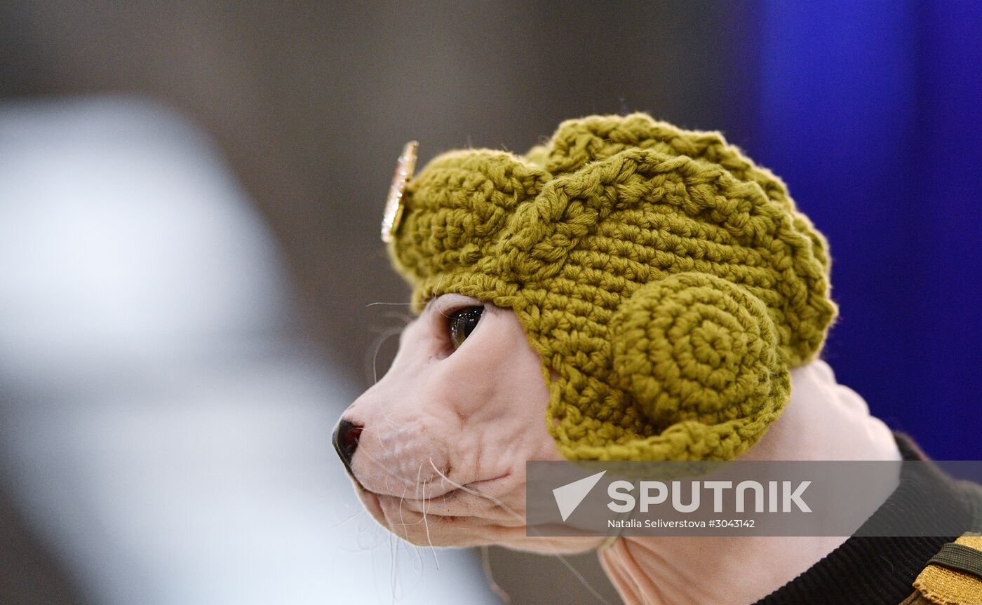 Catsburg 2017 exhibition