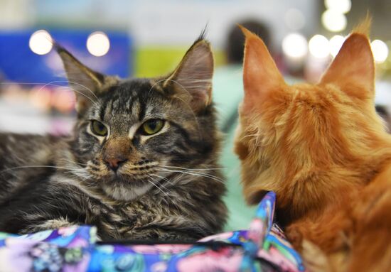 Catsburg 2017 exhibition