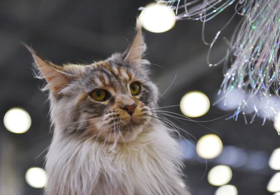 Catsburg 2017 exhibition
