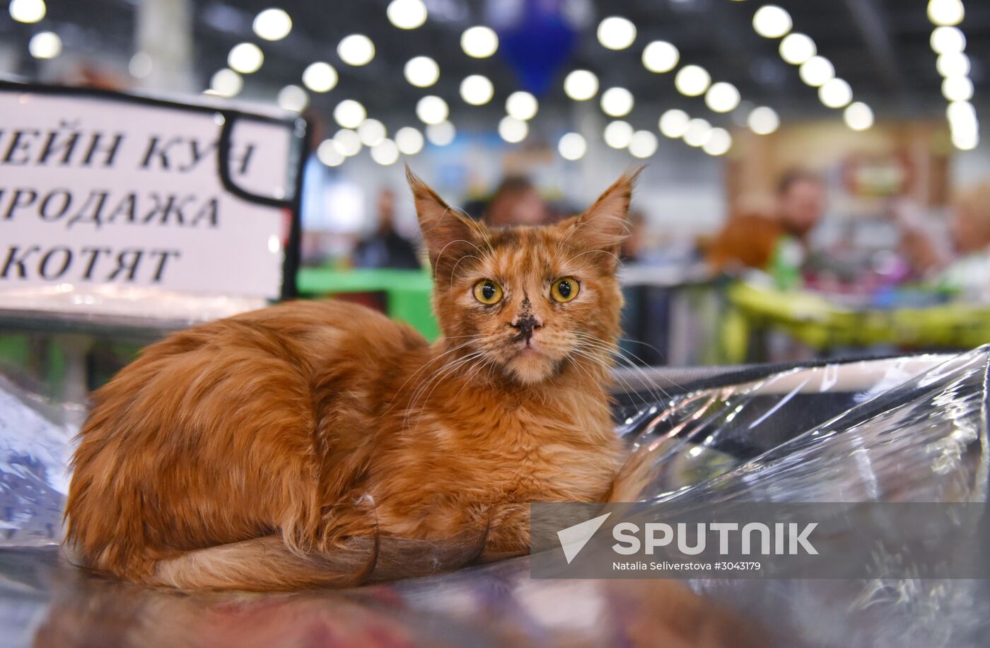 Catsburg 2017 exhibition