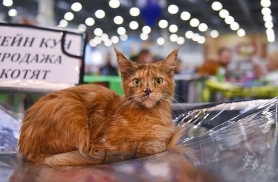 Catsburg 2017 exhibition