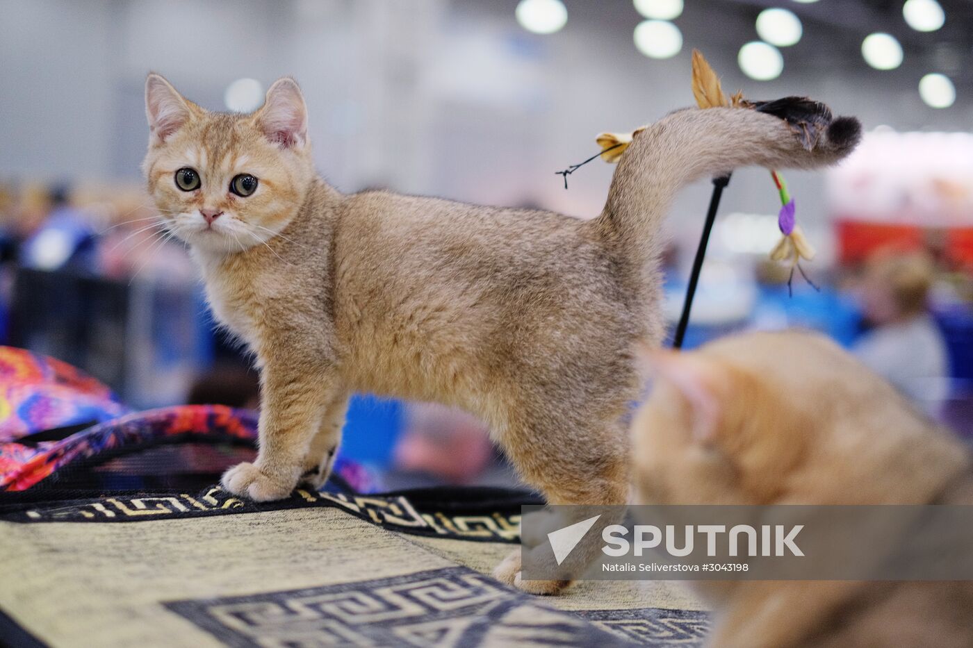Catsburg 2017 exhibition
