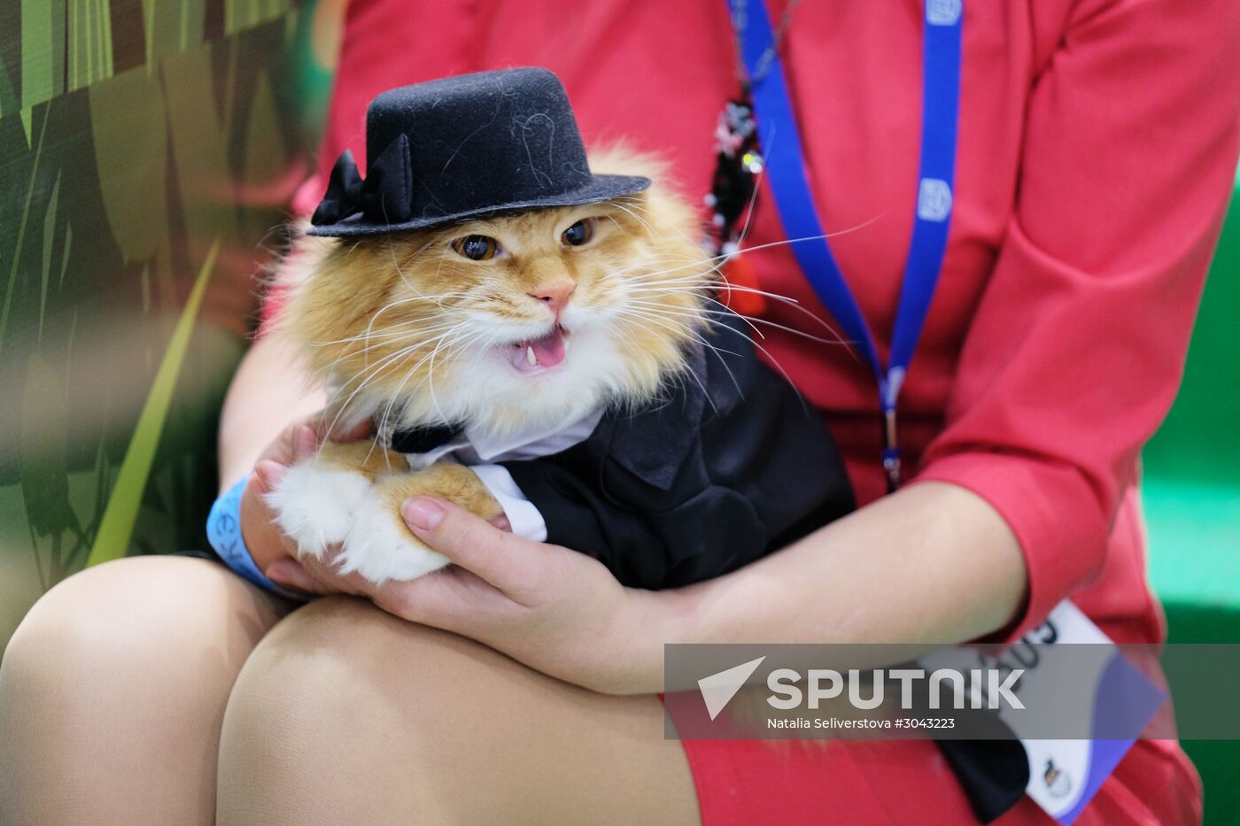 Catsburg 2017 exhibition