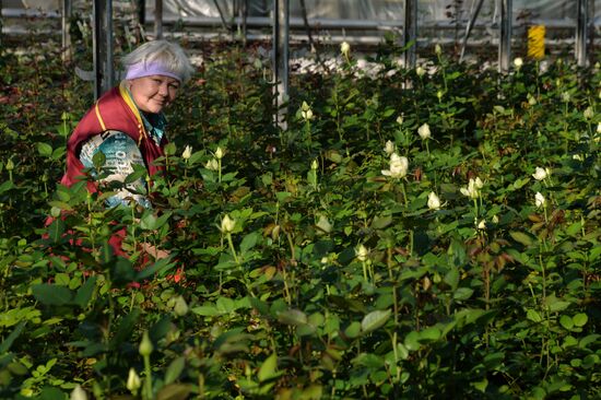 Growing flowers for March 8 in Primorsky Territory