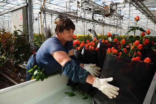 Gathering roses for March 8 in the Krasnodar Territory