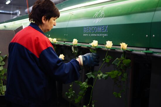Gathering roses for March 8 in the Krasnodar Territory