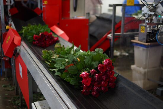 Gathering roses for March 8 in the Krasnodar Territory