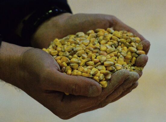 Exporting Russian corn to Japan