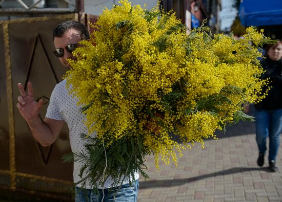 Mimosa flowers from Abkhazia on Russia-Abkhazia border