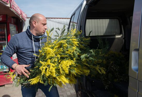 Mimosa flowers from Abkhazia on Russia-Abkhazia border